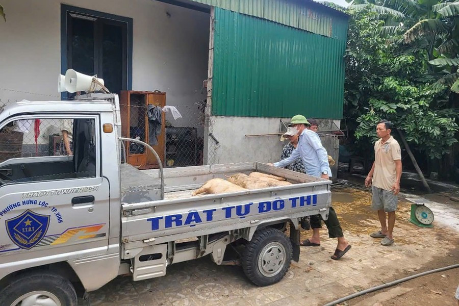 Chính quyền phường Vinh Lộc tiêu hủy lợn nhiễm bệnh