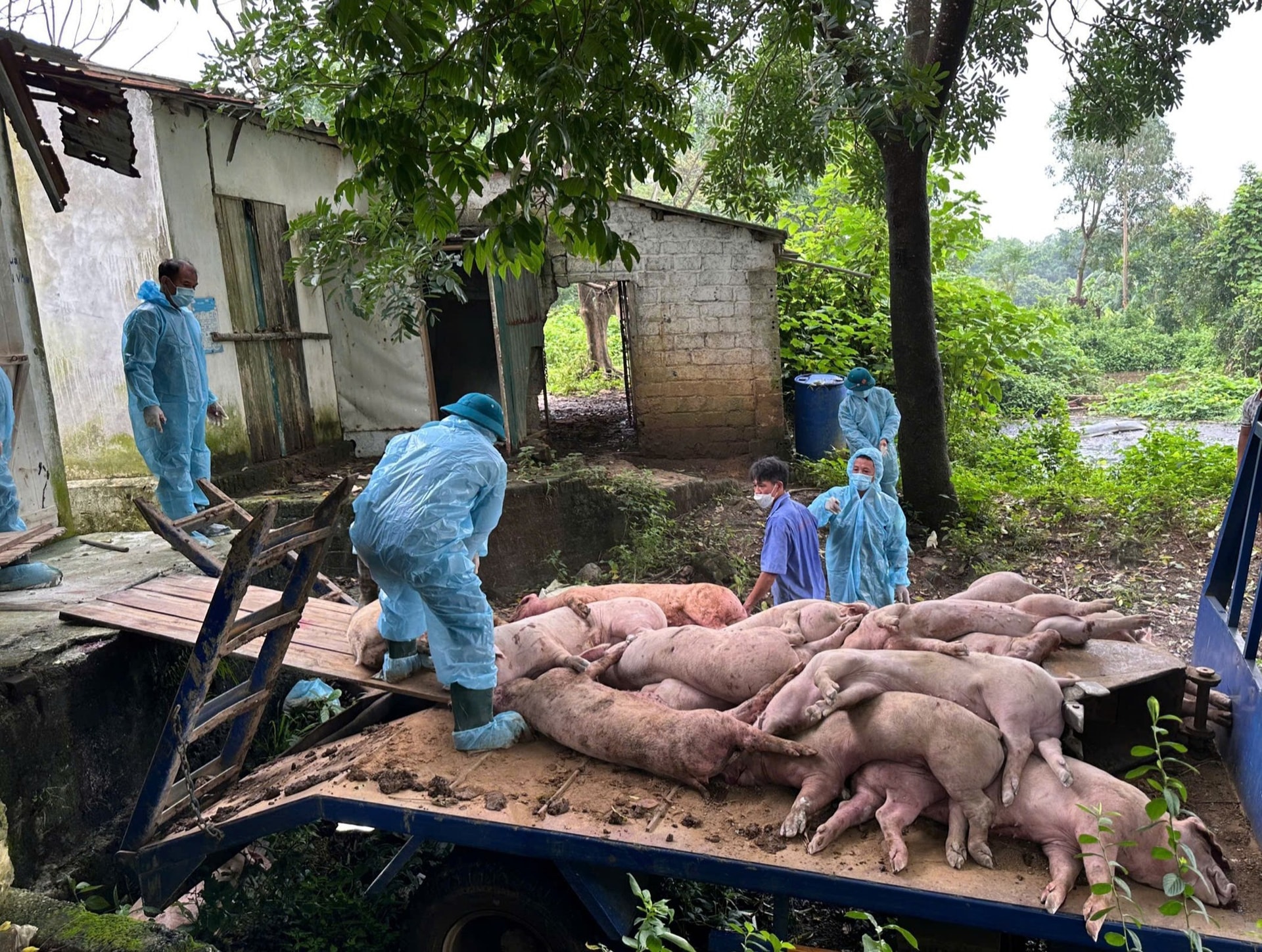 Hà Nội: Xuất hiện thêm ổ dịch tả lợn châu Phi tại xã Hòa Lạc