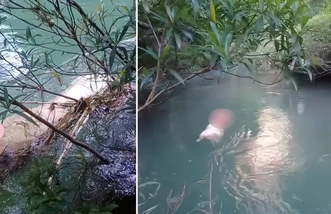 Xuất hiện tình trạng ném xác lợn nhiễm tả lợn châu Phi ra môi trường. Ảnh: Hỏa Thế