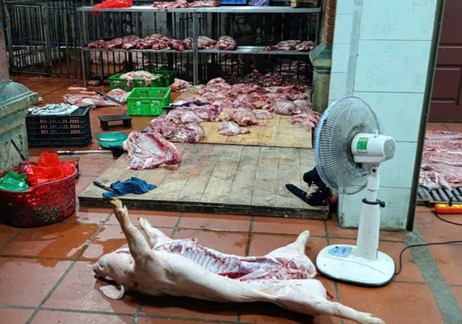 Phát hiện cơ sở giết mổ lợn nghi nhiễm dịch tả Châu Phi tại Hưng Yên