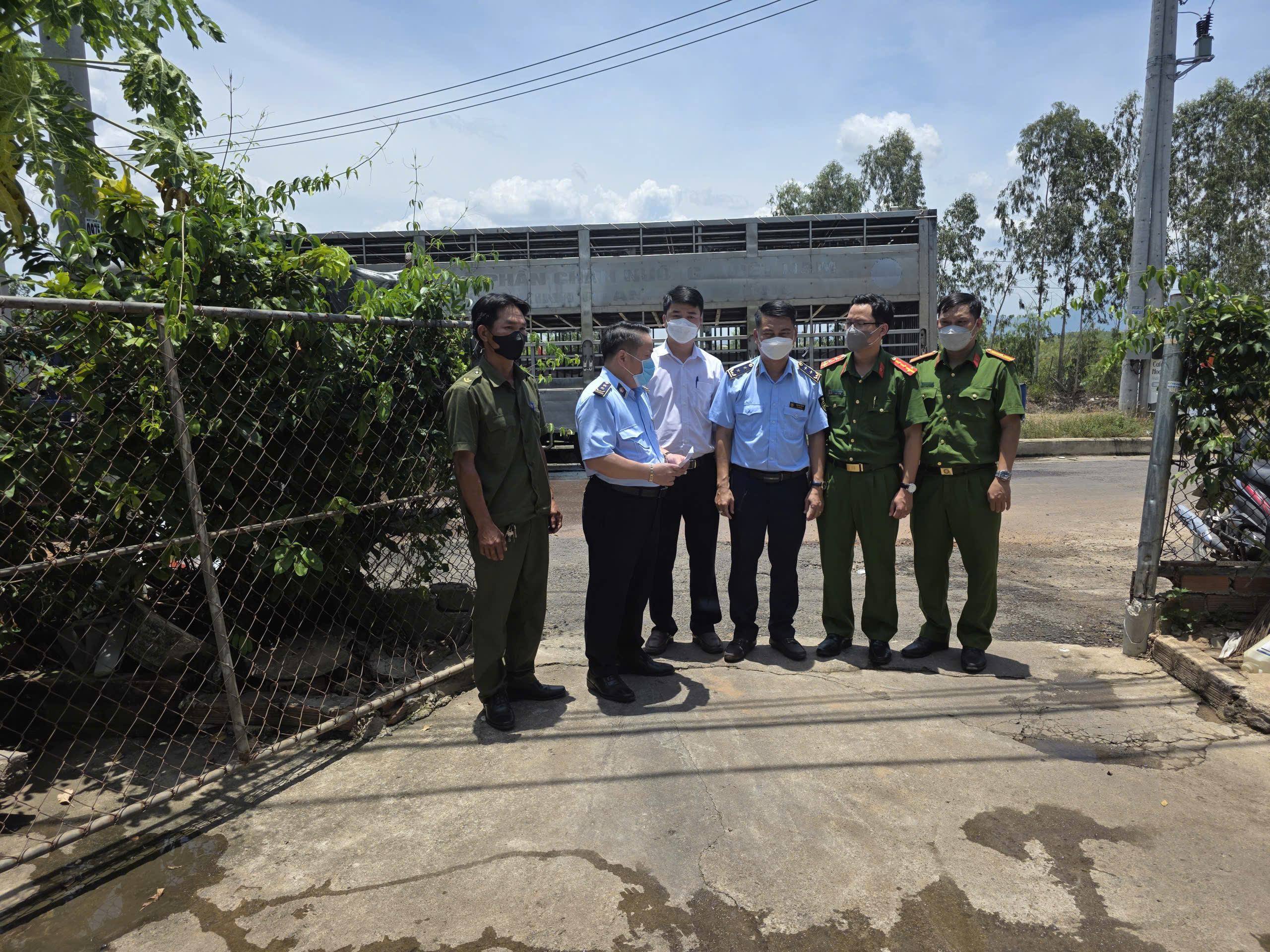 Cơ quan Quản lý thị trường đã phối hợp lực lượng thú y lấy mẫu máu số heo Cơ quan Quản lý thị trường đã phối hợp lực lượng thú y lấy mẫu máu số heo