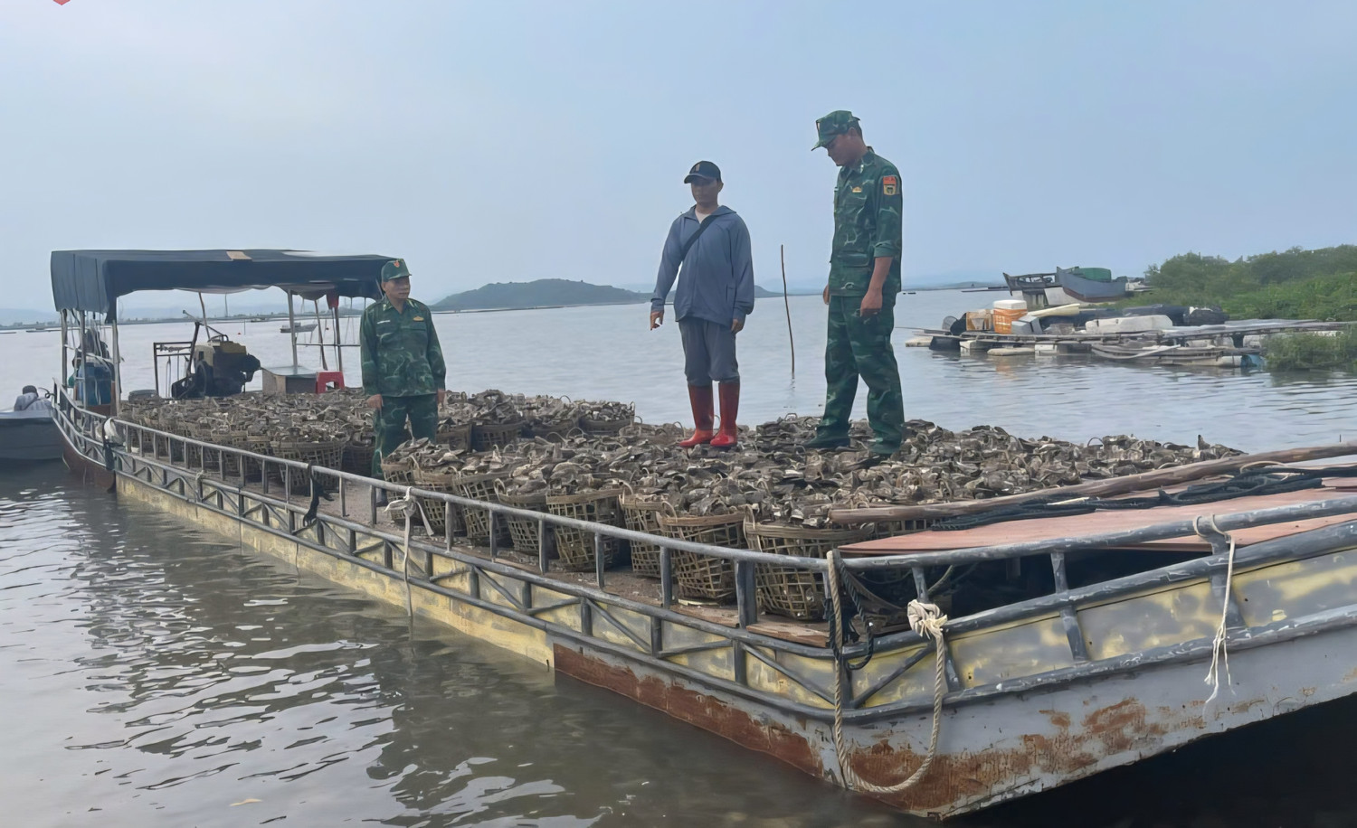 Quảng Ninh: Người nuôi hàu sữa lao đao vì hàu vàng nhập lậu
