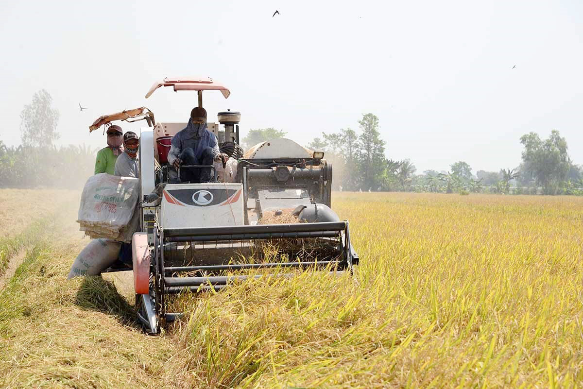 Giá lúa gạo hôm nay ngày 8/8: Ổn định, giá gạo xuất khẩu tiếp đà tăng. (Ảnh minh họa)