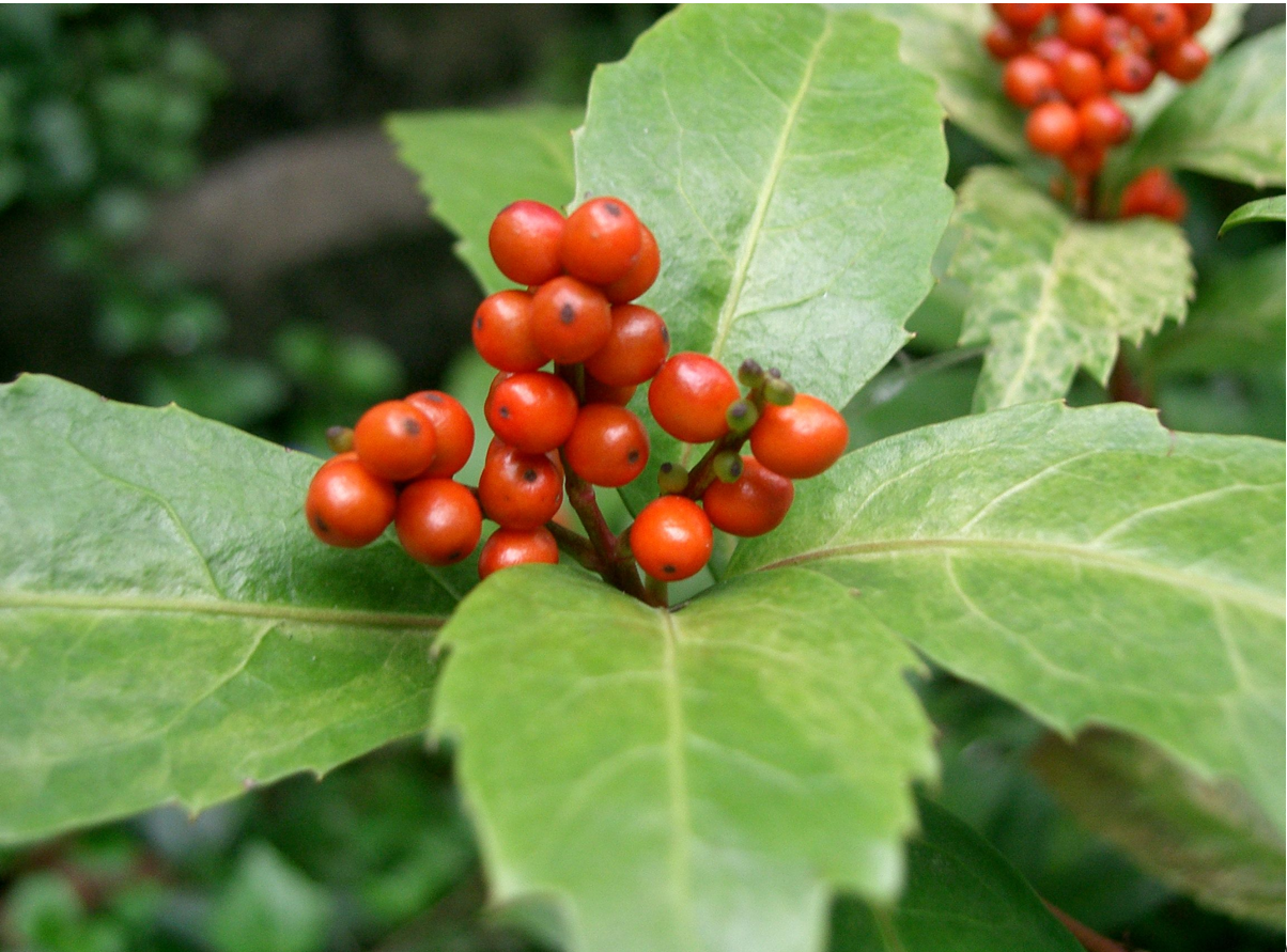 Sói rừng có thể hỗ trợ điều hòa miễn dịch, giảm viêm và bảo vệ cơ thể khỏi tổn thương lâu dài