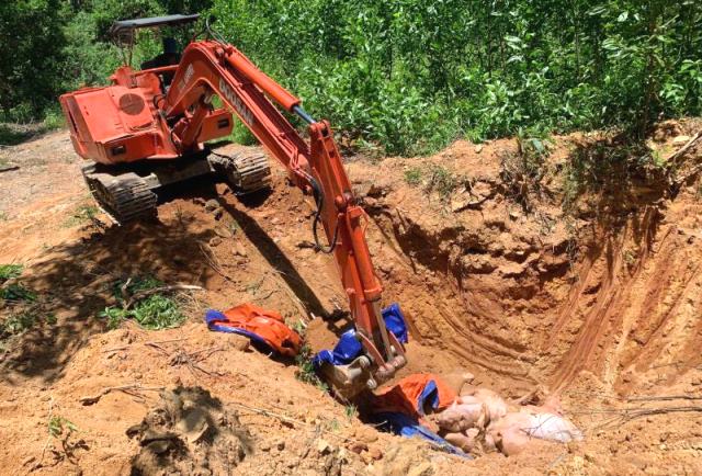 Tiêu hủy hơn 10.000 con lợn, Đà Nẵng thiệt hại nặng vì dịch tả lợn. Tiêu hủy hơn 10.000 con lợn, Đà Nẵng thiệt hại nặng vì dịch tả lợn.