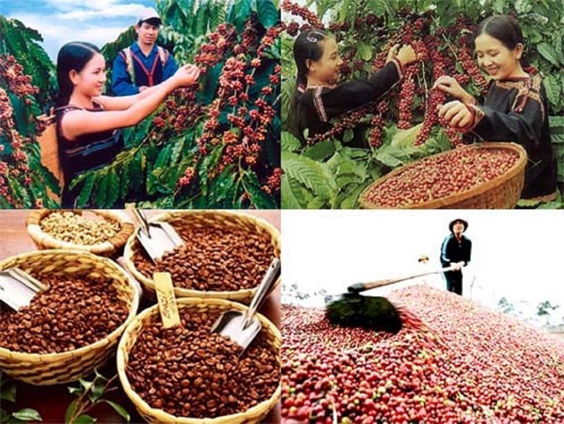 Trong 7 tháng đầu năm, giá trị xuất khẩu cà phê tăng mạnh gần 65% so với cùng kỳ 2024