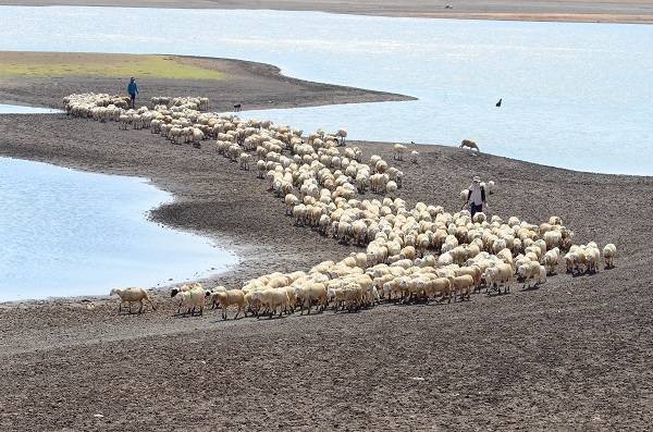Chăn nuôi Cừu tại (tỉnh Ninh Thuận cũ) nam Khánh Hòa