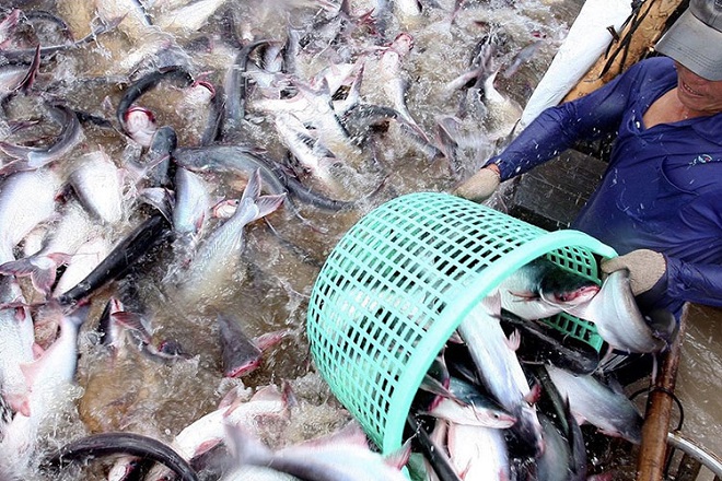 Ngành cá tra Việt Nam vươn tầm quốc tế với chứng nhận ASC