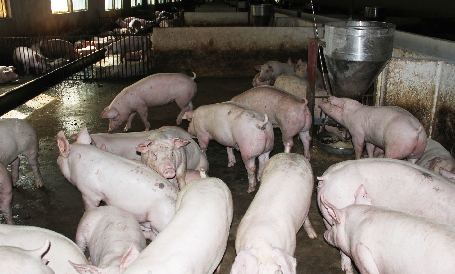 Bắc Ninh phân bổ hơn 4 nghìn lít hóa chất để phòng, chống dịch tả lợn châu Phi