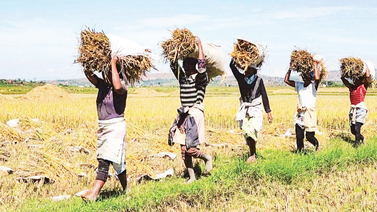 Nông nghiệp là lĩnh vực hợp tác quan trọng của Angola với Việt Nam