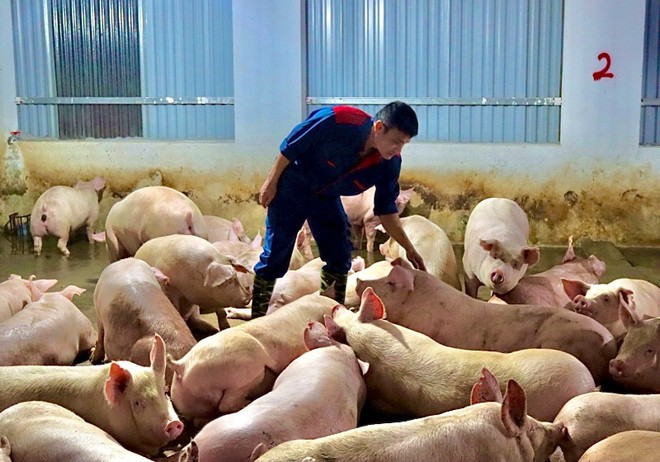 Giá heo hơi hôm nay 10/8: Giá heo hơi trái chiều, miền Nam tăng mạnh dẫn đầu cả nước