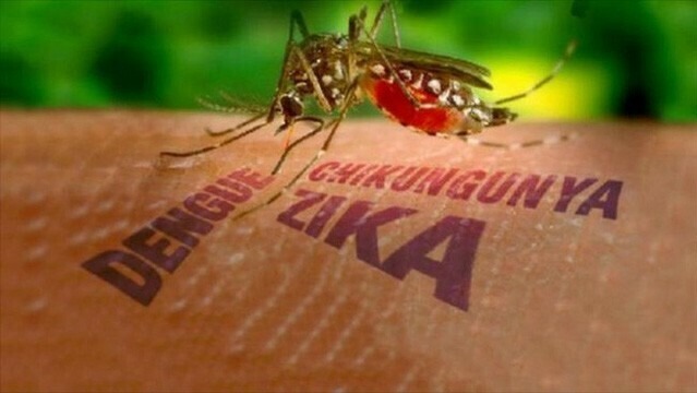 Bộ Y tế cảnh báo nguy cơ dịch Chikungunya xâm nhập và lây lan nhanh tại Việt Nam