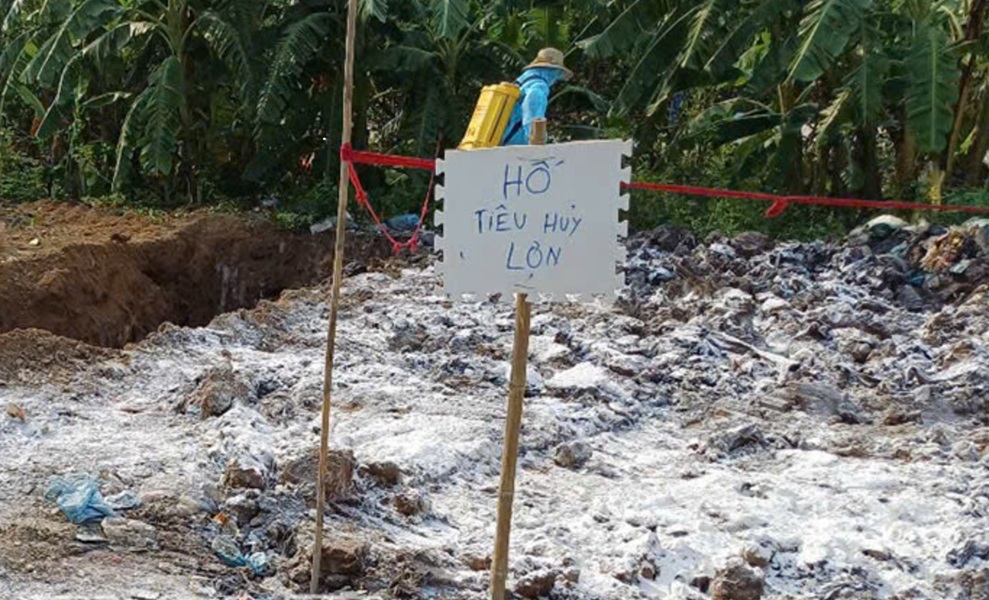 Hưng Yên: Tiến hành tiêu hủy lợn nhiễm bệnh dịch tả lợn Châu Phi