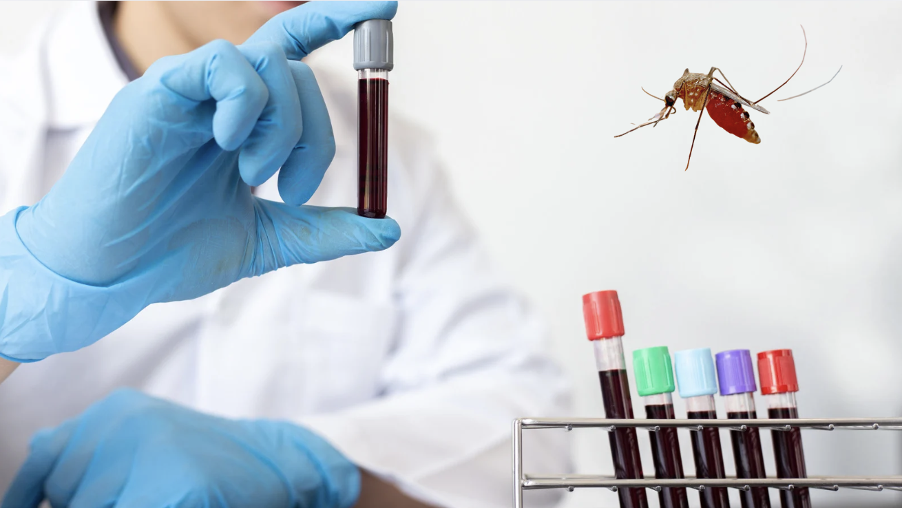 TP. Hồ Chí Minh: Bệnh Chikungunya cần được giám sát và dự phòng tích cực