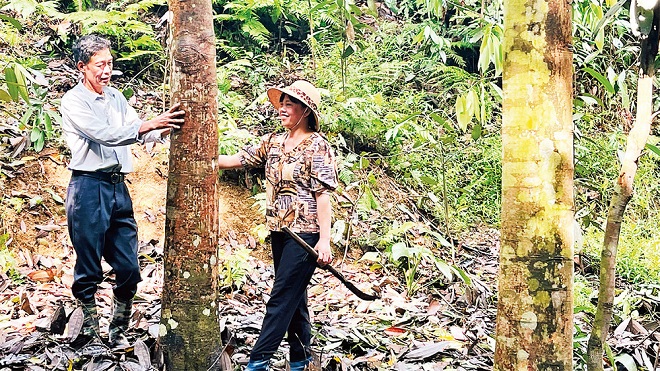 Hành trình của Quế Thái Nguyên: Từ "vàng nâu" đến khát vọng "kim cương nâu"