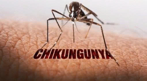 Việt Nam có nguy cơ cao bùng phát bệnh Chikungunya: Cục Phòng, chống bệnh cảnh báo các triệu chứng và biện pháp phòng ngừa
