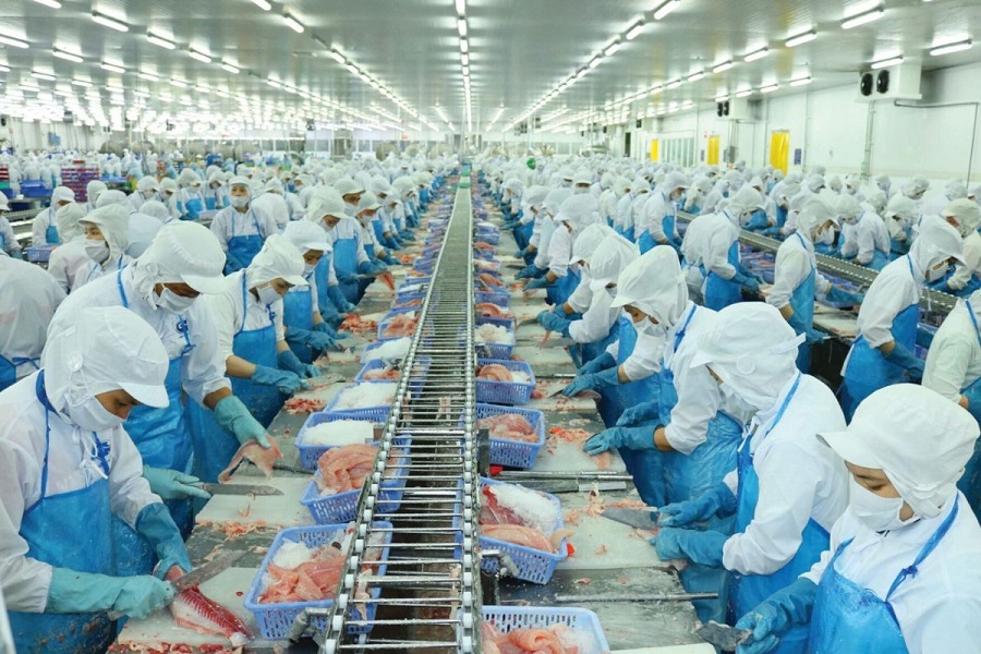 Thận trọng "cú sốc" thuế quan: Vĩnh Hoàn và ngành cá tra Việt Nam trước ngưỡng cửa khó khăn