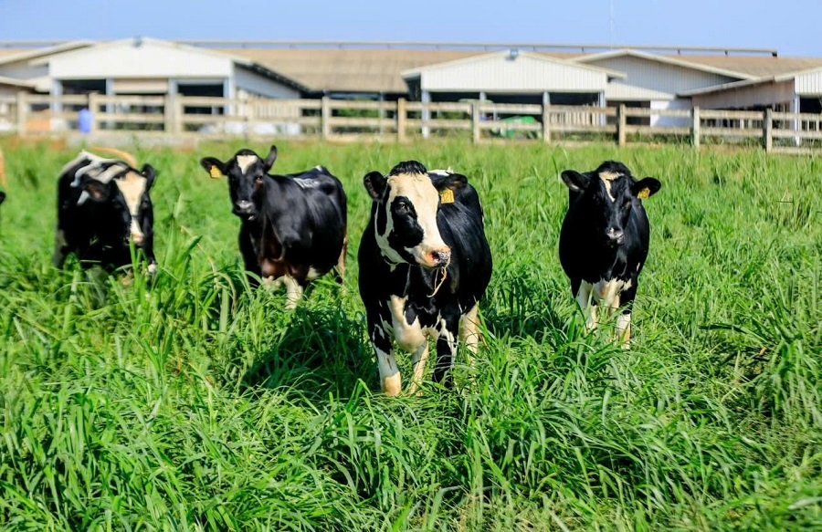Theo đại diện TH true MILK, việc tăng trưởng đàn bò sữa là điều kiện tiên quyết để tạo sự đột phá cho chiến lược phát triển ngành sữa Theo đại diện TH true MILK, việc tăng trưởng đàn bò sữa là điều kiện tiên quyết để tạo sự đột phá cho chiến lược phát triển ngành sữa