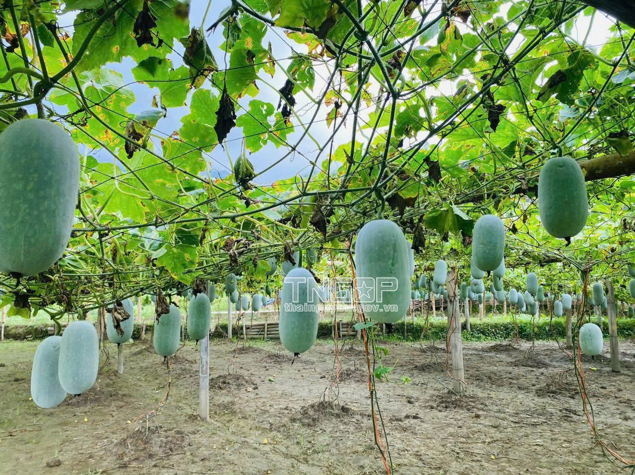 Bí xanh thơm trồng chủ yếu tại xã Thượng Minh, Chợ Rã, Ba Bể Bí xanh thơm trồng chủ yếu tại xã Thượng Minh, Chợ Rã, Ba Bể