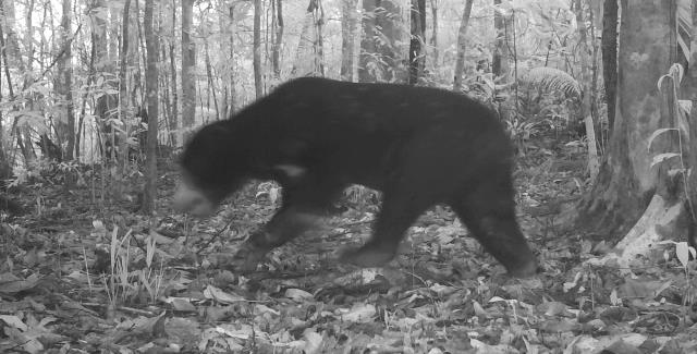 Bẫy ảnh ghi sự xuất hiện gấu ngựa quý hiếm. Bẫy ảnh ghi sự xuất hiện gấu ngựa quý hiếm.