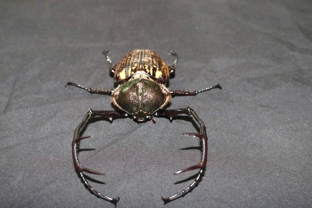 Cua bay được phát hiện tại Vườn quốc gia Chư Mom Ray qua bẫy ảnh Cua bay được phát hiện tại Vườn quốc gia Chư Mom Ray qua bẫy ảnh