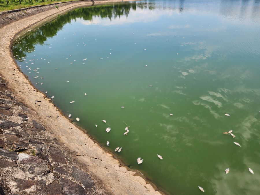 Cá chết nổi trắng trên lòng hồ điều hòa công viên trung tâm. Cá chết nổi trắng trên lòng hồ điều hòa công viên trung tâm.