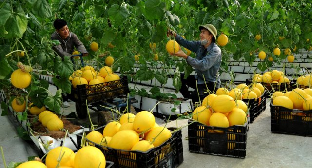Thanh Hóa phấn đấu thành lập mới 25 hợp tác xã vào năm 2026