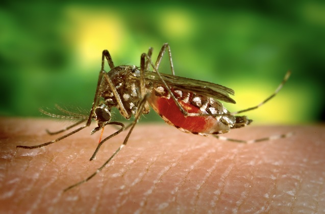 Bệnh Chikungunya có biểu hiện tương tự sốt xuất huyết và Zika do đó dễ bị nhầm lẫn