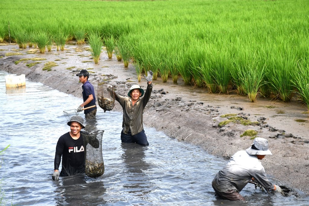 Đẩy mạnh tuyên truyền, hướng dẫn người dân thực hiện các mô hình sản xuất tôm, cua, lúa đạt hiệu quả, năng suất cao.
