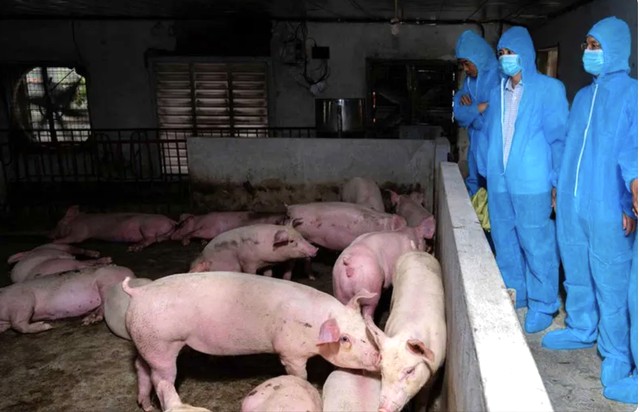 Dịch tả lợn châu Phi tại Hà Nội vẫn phức tạp, gần 15.000 con lợn bị tiêu hủy