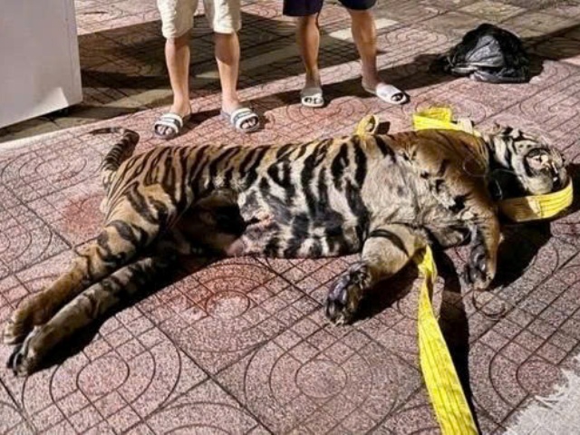 Hà Tĩnh triệt phá vụ vận chuyển trái phép xác hổ đông lạnh từ Lào về Việt Nam