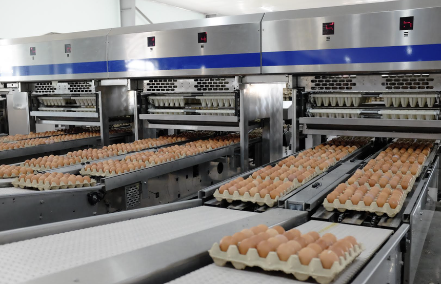 Lợi nhuận Gia cầm Hòa Phát tăng 135% nhờ thị trường trứng khởi sắc