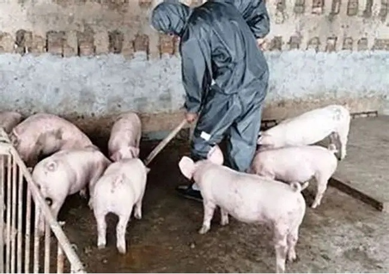 Kiện toàn lực lượng thú y ở cơ sở, phòng chống dịch tả lợn Châu Phi hiệu quả