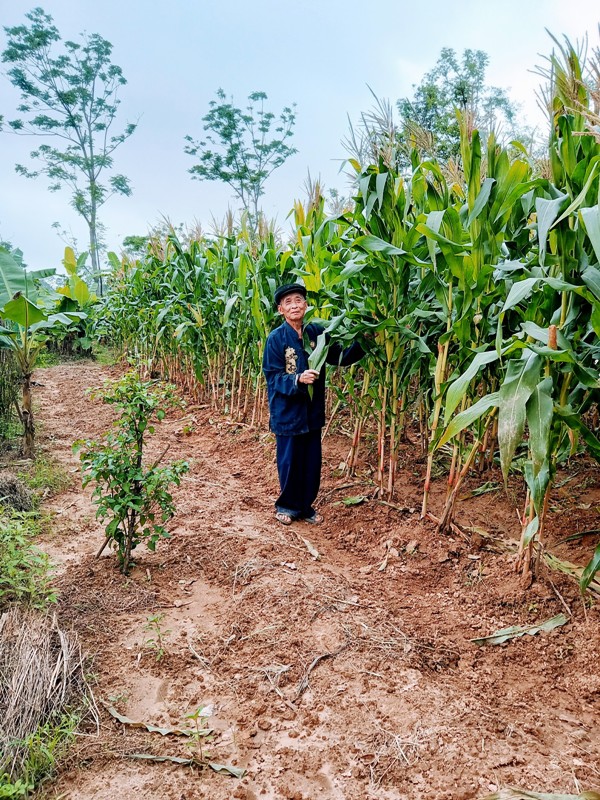 Cồn Hến là nơi trồng bắp (ngô) nổi tiếng