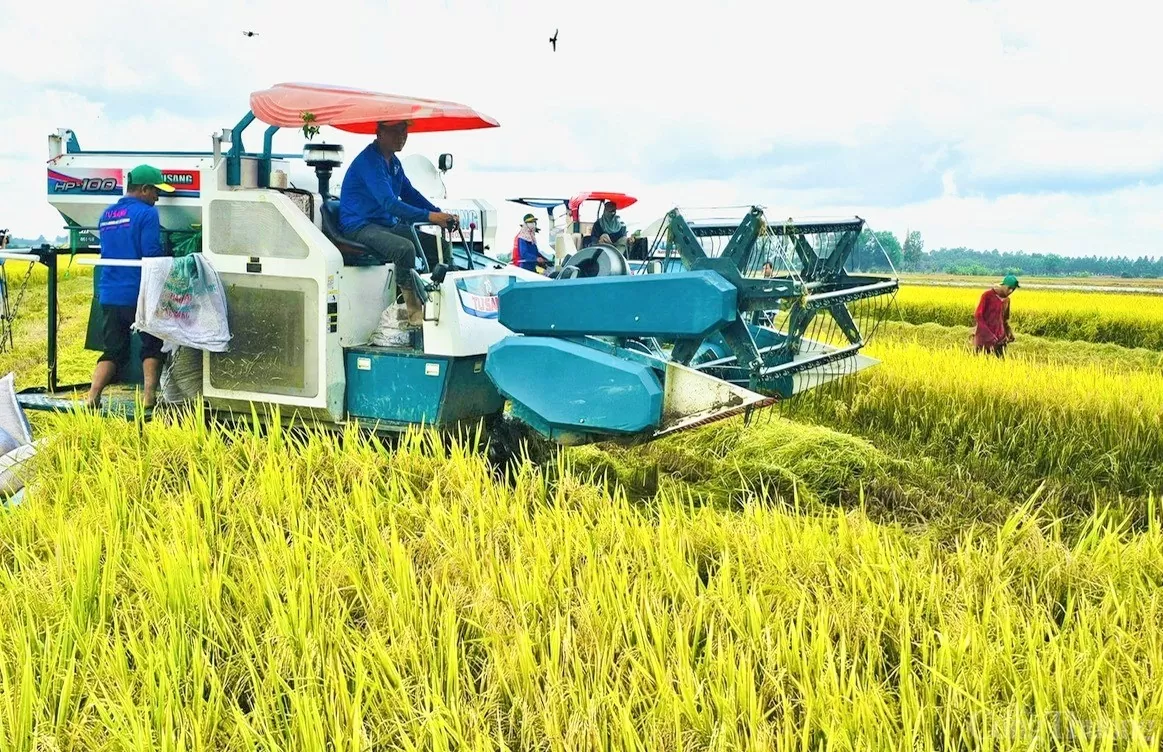 Giá lúa gạo hôm nay ngày 15/8: Giá lúa tươi có xu hướng giảm nhẹ. (Ảnh minh họa)