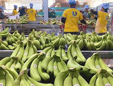 Tin vui: Chuối Việt Nam chiếm gần 50% thị phần nhập khẩu của Trung Quốc - Kỳ vọng giá trị xuất khẩu 4 tỷ USD