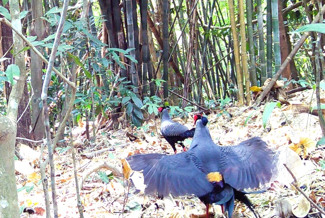 Một cặp gà lôi hồng tía thuộc nhóm IIB rượt đuổi nhau trong Vườn quốc gia Chư Mom Ray Một cặp gà lôi hồng tía thuộc nhóm IIB rượt đuổi nhau trong Vườn quốc gia Chư Mom Ray