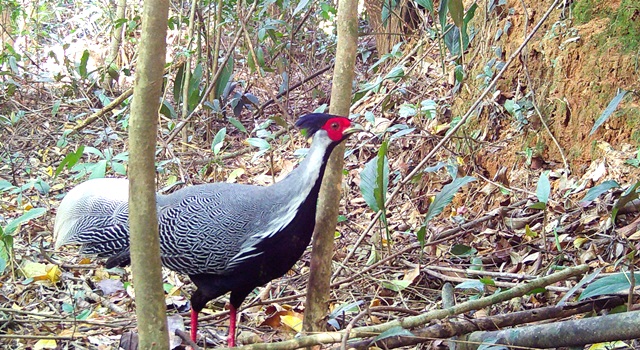 Phát hiện nhiều loại gà lôi, gà tiền quý hiếm tại Vườn quốc gia Chư Mom Ray
