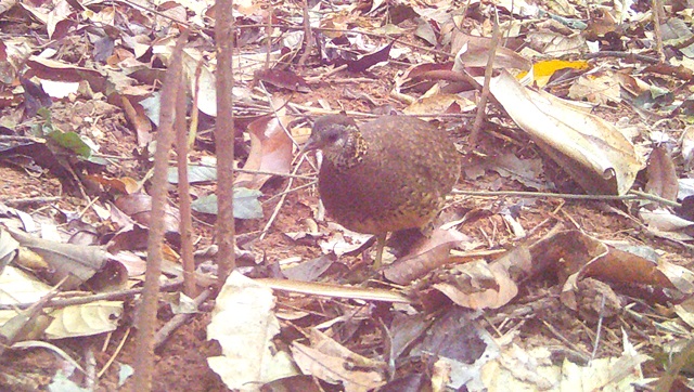 Gà so ngực gù tại Vườn quốc gia Chư Mom Ray cũng là một loài gà cực kỳ nguy cấp, xếp nhóm IB - Ảnh: X.T. Gà so ngực gù tại Vườn quốc gia Chư Mom Ray cũng là một loài gà cực kỳ nguy cấp, xếp nhóm IB - Ảnh: X.T.