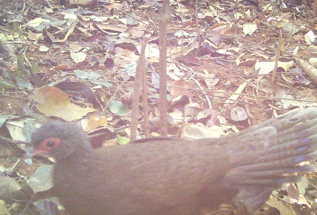 Gà tiền mặt đỏ thuộc nhóm IB được ghi nhận sinh sống trong Vườn quốc gia Chư Mom Ray Gà tiền mặt đỏ thuộc nhóm IB được ghi nhận sinh sống trong Vườn quốc gia Chư Mom Ray