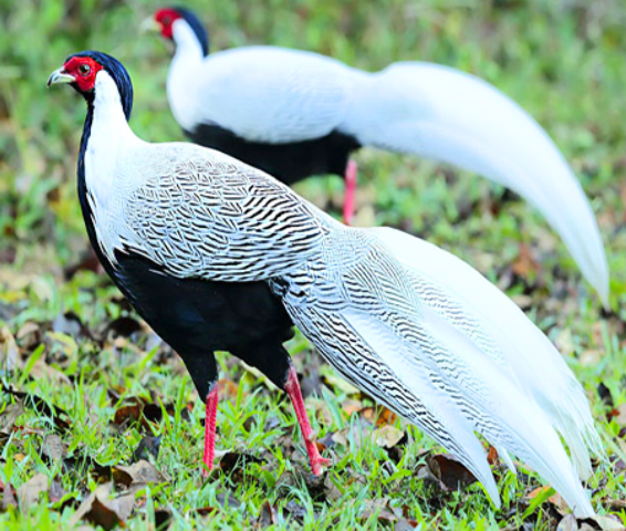 Gà lôi trắng Gà lôi trắng