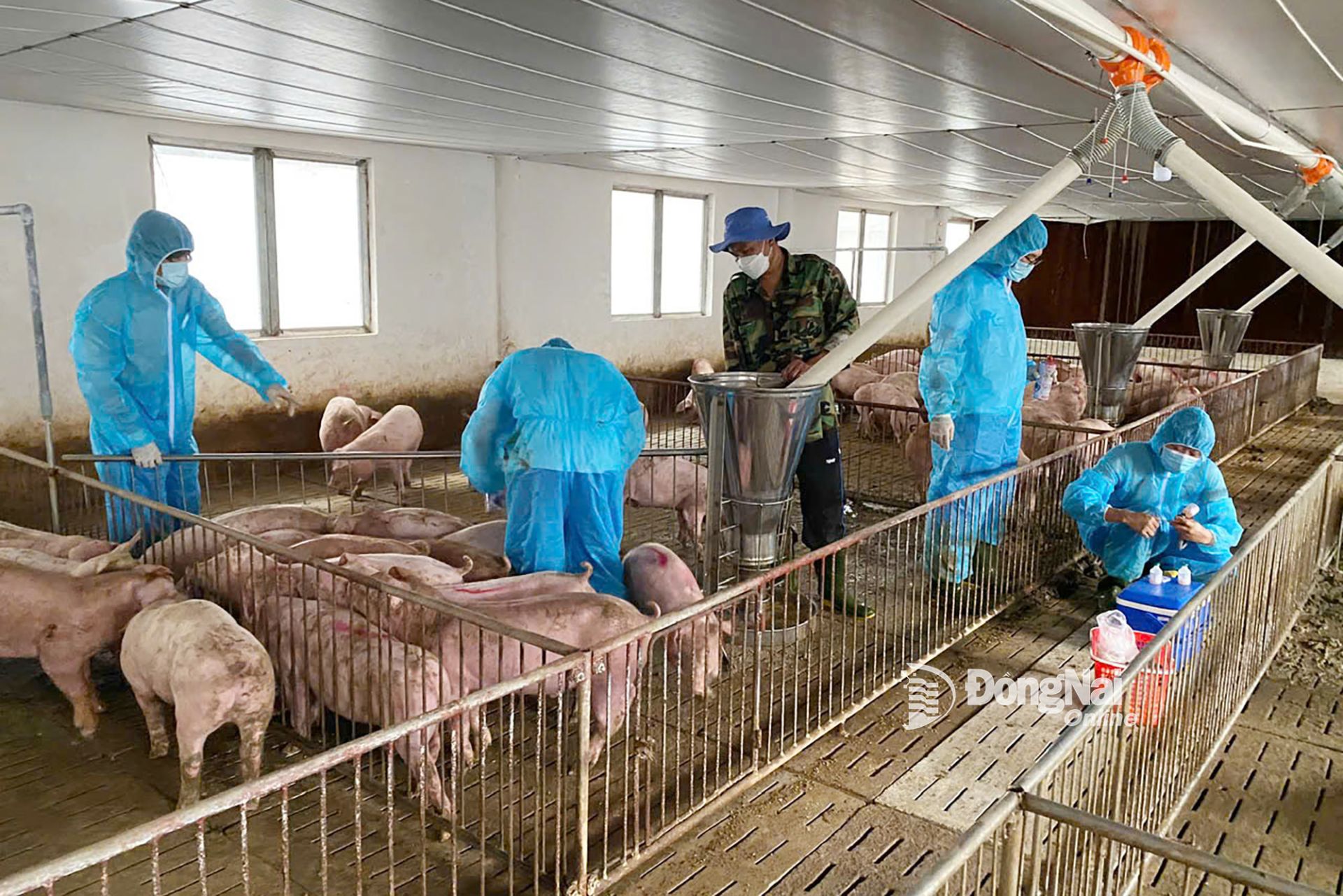 Đồng Nai chủ động phòng, chống dịch tả heo Châu Phi