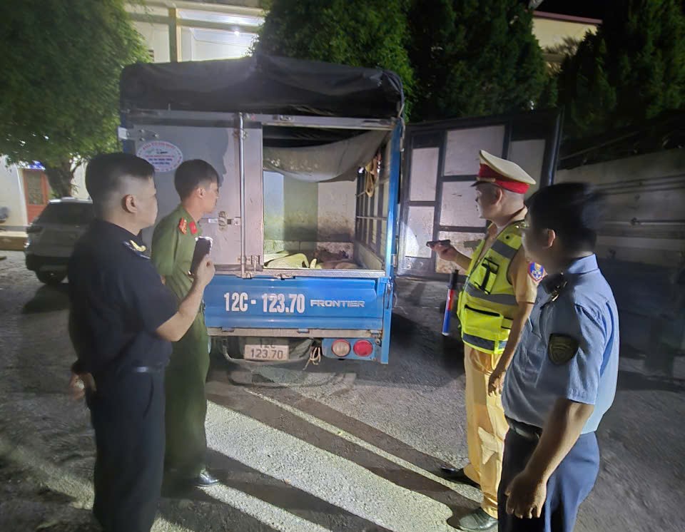 Phát hiện nhiều xe chở lợn không rõ nguồn gốc, tiềm ẩn nguy cơ dịch bệnh