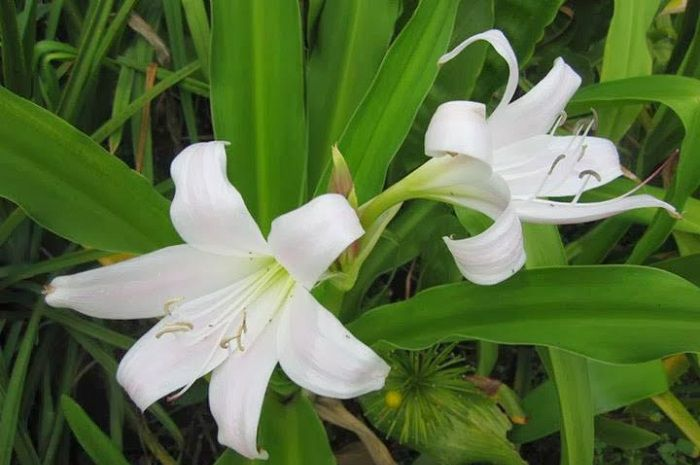 Sản phẩm thảo dược chứa trinh nữ hoàng cung giúp hỗ trợ cải thiện u xơ tử cung hiệu quả Sản phẩm thảo dược chứa trinh nữ hoàng cung giúp hỗ trợ cải thiện u xơ tử cung hiệu quả