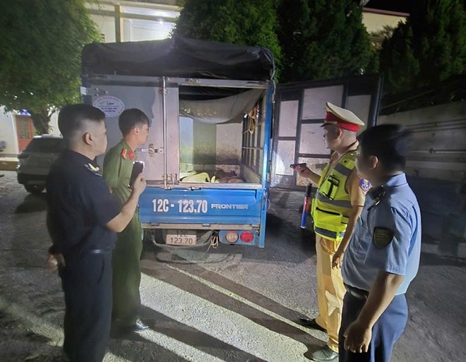 Xe ô tô chở lợn không rõ nguồn gốc bị tạm giữ