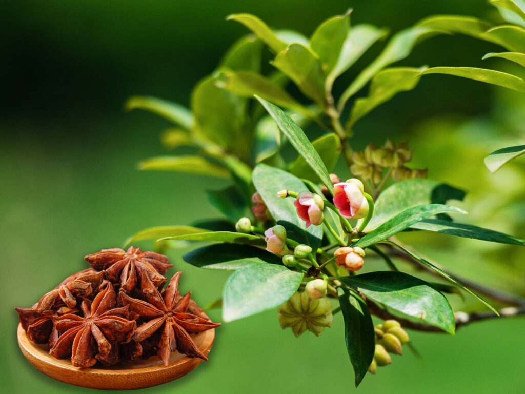 Hồi là cây dược liệu đặc sản của xứ Lạng, cây hồi có giá trị cao cả về dược tính và kinh tế.