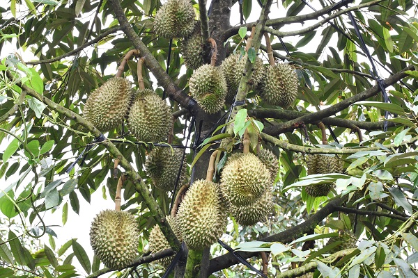 Sầu Riêng Khánh Sơn