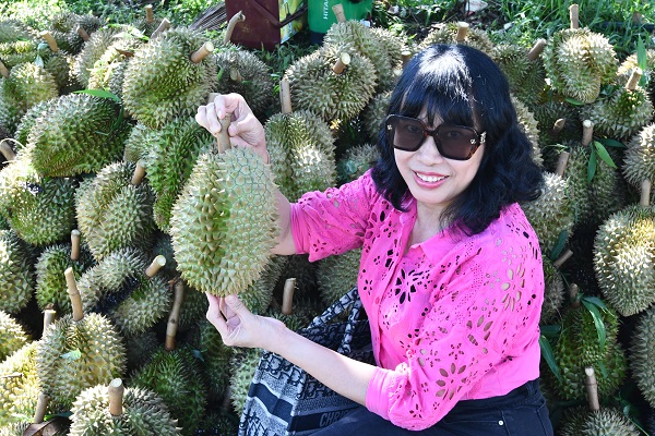 Sầu Riêng Khánh Sơn mùa thu hoạch