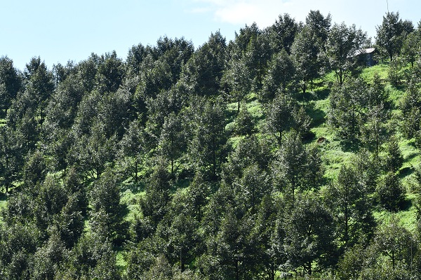 Đồi trồng Sầu Riêng tại Khánh Sơn, tỉnh Khánh Hòa