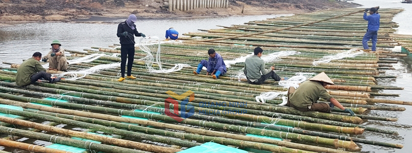 Người dân phường Hà An kết bè chuẩn bị thả nuôi vụ hàu mới.